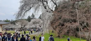 Experience the Magic of Cherry Blossom Season in Japan: A Visual Journey - image 3