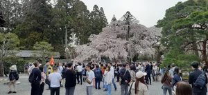 Experience the Magic of Cherry Blossom Season in Japan: A Visual Journey - image 8