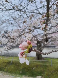 Experience the Magic of Cherry Blossom Season in Japan: A Visual Journey - image 2