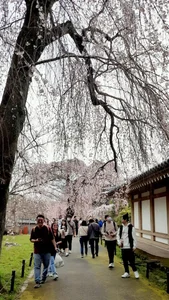 Experience the Magic of Cherry Blossom Season in Japan: A Visual Journey - image 5
