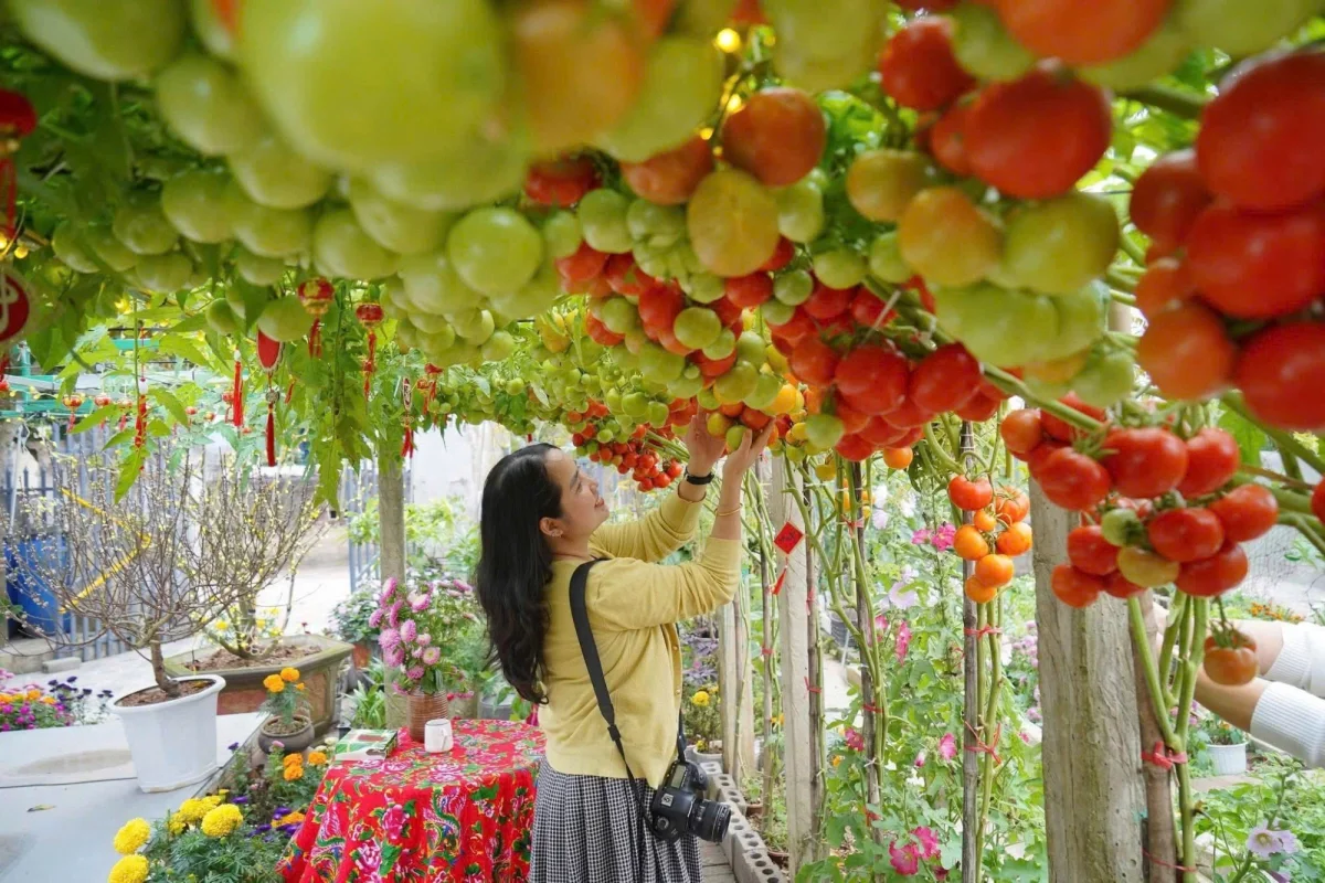 AI-Inspired Tomato Garden Becomes a Viral Check-In Spot for Spring