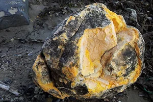 Lucky Beachcomber Strikes Gold with Rare Ambergris Discovery - image 56