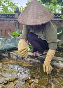 The Art of Turning Sacred Bodhi Leaves into Valuable Masterpieces - image 9