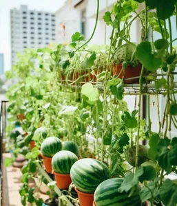 Urban Gardening Success: Growing Miniature Watermelons on a City Balcony - image 7