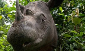 The Rare Animal with Biology More Valuable Than Gold - image 0