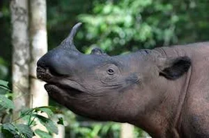 The Rare Animal with Biology More Valuable Than Gold - image 7