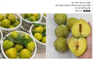 Why Consumers Are Rushing to Buy $18/kg Chinese Plums - image 1