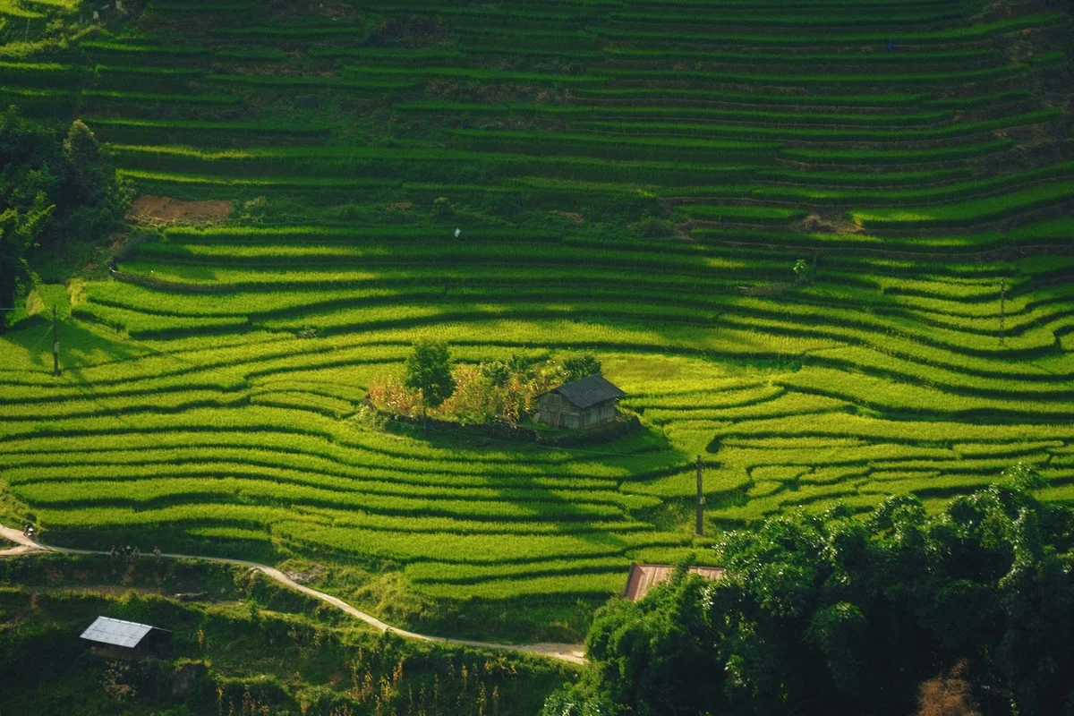 The Enchanting Golden Fields of Y Linh Ho: A Must-Visit Destination in Sapa