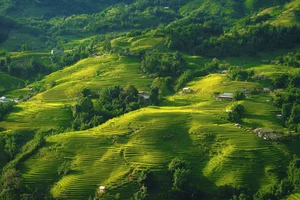 The Enchanting Golden Fields of Y Linh Ho: A Must-Visit Destination in Sapa - image 6