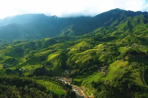 The Enchanting Golden Fields of Y Linh Ho: A Must-Visit Destination in Sapa - image 1