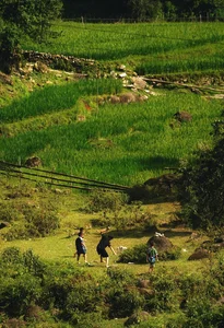 The Enchanting Golden Fields of Y Linh Ho: A Must-Visit Destination in Sapa - image 3