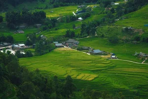 The Enchanting Golden Fields of Y Linh Ho: A Must-Visit Destination in Sapa - image 7