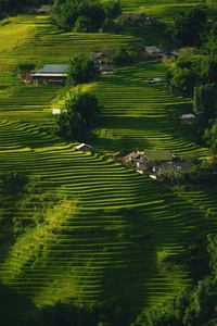 The Enchanting Golden Fields of Y Linh Ho: A Must-Visit Destination in Sapa - image 4
