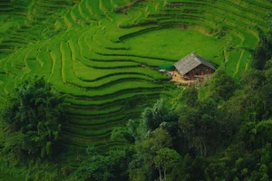 The Enchanting Golden Fields of Y Linh Ho: A Must-Visit Destination in Sapa - image 11