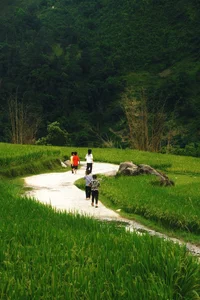The Enchanting Golden Fields of Y Linh Ho: A Must-Visit Destination in Sapa - image 5