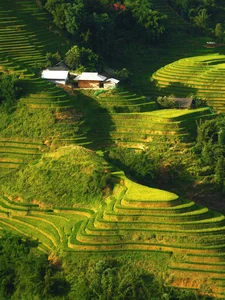 The Enchanting Golden Fields of Y Linh Ho: A Must-Visit Destination in Sapa - image 2