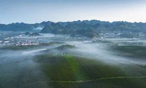 Savor the Magic of Moc Chau: Vietnam's Dreamy Tea Hills Shrouded in Morning Mist - image 1