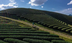 Savor the Magic of Moc Chau: Vietnam's Dreamy Tea Hills Shrouded in Morning Mist - image 6