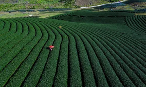 Savor the Magic of Moc Chau: Vietnam's Dreamy Tea Hills Shrouded in Morning Mist - image 3