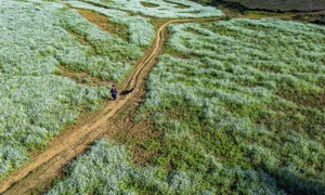 Savor the Magic of Moc Chau: Vietnam's Dreamy Tea Hills Shrouded in Morning Mist - image 7