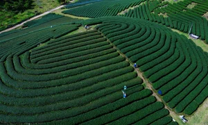 Savor the Magic of Moc Chau: Vietnam's Dreamy Tea Hills Shrouded in Morning Mist - image 4