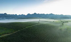 Savor the Magic of Moc Chau: Vietnam's Dreamy Tea Hills Shrouded in Morning Mist - image 0