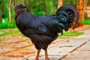 The Rare All-Black Ayam Cemani Chicken: A Luxury Breed Worth Millions - image 0