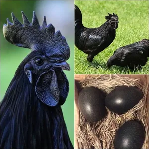 The Rare All-Black Ayam Cemani Chicken: A Luxury Breed Worth Millions - image 6