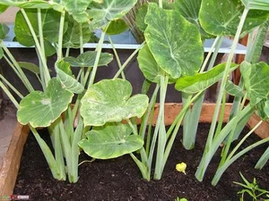 The Common Backyard Weed That Sells for Premium Prices as a Global Delicacy - image 2
