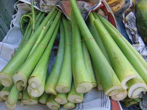 The Common Backyard Weed That Sells for Premium Prices as a Global Delicacy - image 6