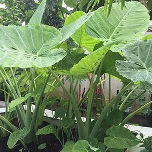 The Common Backyard Weed That Sells for Premium Prices as a Global Delicacy - image 5