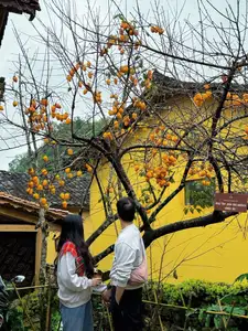 Lolo Chai: Uncover the Rustic Beauty of an Ancient Village & Its 'World's Most Enduring' Persimmon Tree, a Tourist Magnet - image 9