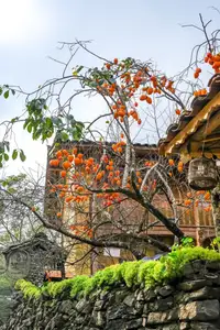 Lolo Chai: Uncover the Rustic Beauty of an Ancient Village & Its 'World's Most Enduring' Persimmon Tree, a Tourist Magnet - image 6
