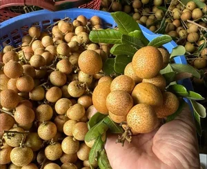 Top 3 Rare and Expensive Longan Varieties That Are Always Sold Out - image 4