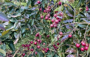 Top 3 Rare and Expensive Longan Varieties That Are Always Sold Out - image 8
