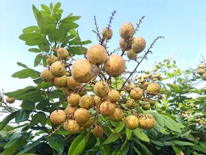 Top 3 Rare and Expensive Longan Varieties That Are Always Sold Out - image 3