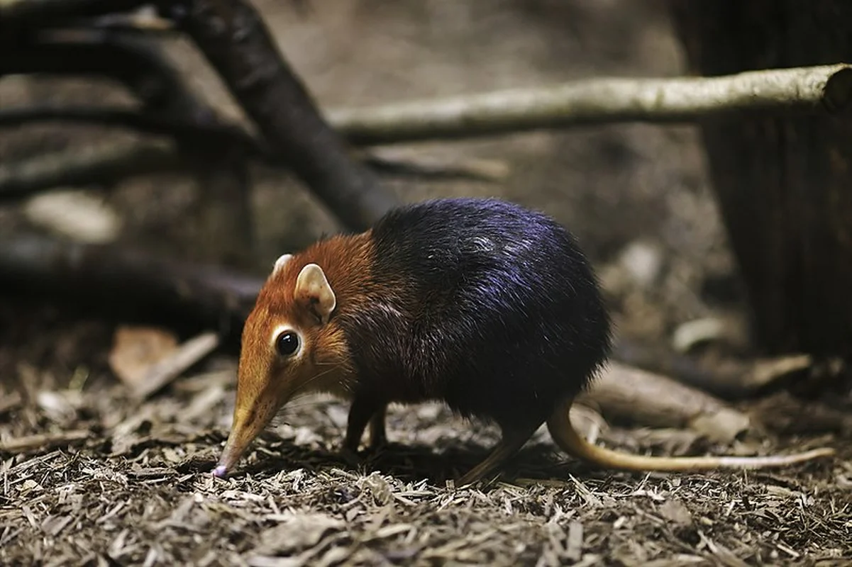 Bizarre and Hilarious Animal Noses That Defy Belief
