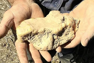 Lucky Diver Stumbles Upon Massive Gold Nugget Worth Millions Underwater - image 3