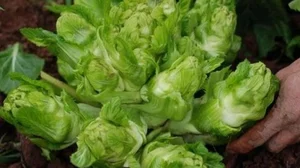 The Wild Vegetable That Went from Poor Man’s Food to a Premium Urban Delicacy - image 3