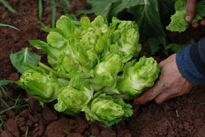 The Wild Vegetable That Went from Poor Man’s Food to a Premium Urban Delicacy - image 6