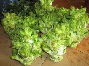 The Wild Vegetable That Went from Poor Man’s Food to a Premium Urban Delicacy - image 2