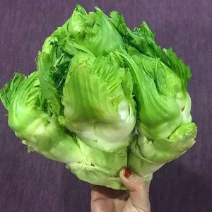 The Wild Vegetable That Went from Poor Man’s Food to a Premium Urban Delicacy - image 8