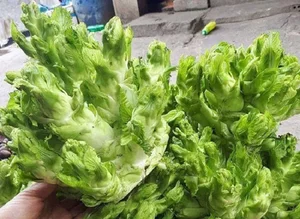 The Wild Vegetable That Went from Poor Man’s Food to a Premium Urban Delicacy - image 9