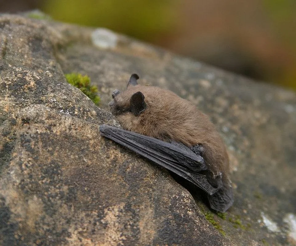 The Science of Survival: Exploring the Fascinating Phenomenon of Animal Hibernation