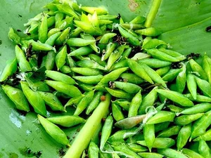 Cassia Tree Caterpillars: From Feared Insect to Expensive Regional Delicacy - image 2
