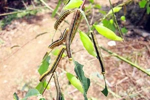 Cassia Tree Caterpillars: From Feared Insect to Expensive Regional Delicacy - image 7
