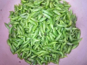 Cassia Tree Caterpillars: From Feared Insect to Expensive Regional Delicacy - image 5