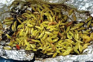 Cassia Tree Caterpillars: From Feared Insect to Expensive Regional Delicacy - image 3