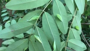 Cassia Tree Caterpillars: From Feared Insect to Expensive Regional Delicacy - image 1