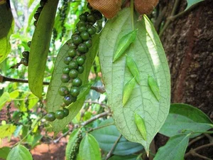 Cassia Tree Caterpillars: From Feared Insect to Expensive Regional Delicacy - image 8
